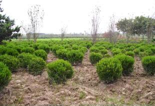 綠化工程 打造綠色生態，構建美麗家園