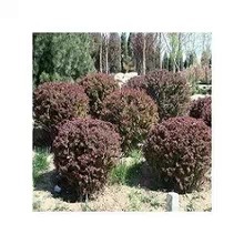 供應(yīng)優(yōu)質(zhì)紅葉小檗球 工程綠化理想之選，冠幅60-80厘米基地直銷