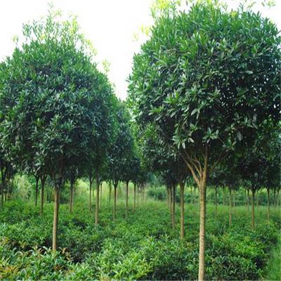 大葉女貞 綠化工程中的優(yōu)選景觀樹苗